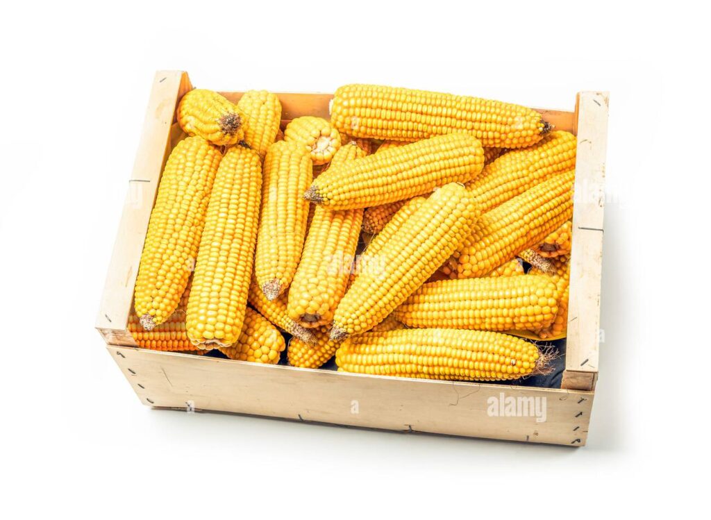 Corn Cob Box – Kellett Foods